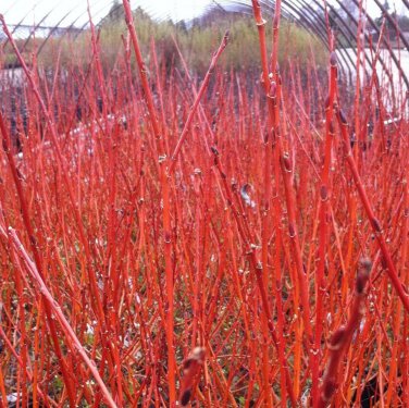 Cuttings Flame Willow Tree Salix Shrubs Fresh Flower Stems Upon Order No Roots Rare Orange Red Branc