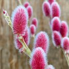 Pussy Willow Pink Variety Plants Cuttings 'Mt Aso' Salix Fresh Cut Flower Stems Upon Order No Roots