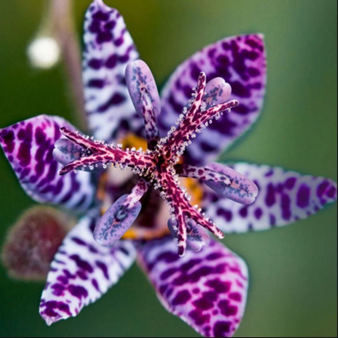 Blue Wonder Toad Lily Flower Bulb Perennial Flower Deer Resistant ...