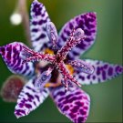 Blue Wonder Toad Lily Flower Bulb Perennial Flower Deer Resistant & Naturalizes In Your Garden