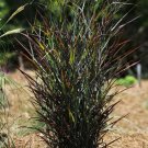 Hot Rod Dark Black Red Switch Grass Panicum Tall Grows 4' Feet Perennial Ornamental 1 Live Plant Clu