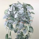 Pothos Silver Exotica Houseplant Live Plant Rare House Plants