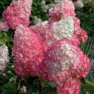 Pink Diamond Hydrangea Live Plants Fresh Cut Flower Perennial Full Sun