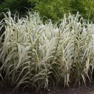 Giant Peppermint Stick Grass White Plumes Arundo Donax Perennial Ornamental 1 Live Plant Clumping