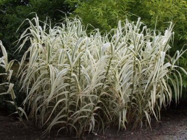 Giant Peppermint Stick Grass White Plumes Arundo Donax Perennial Ornamental 1 Live Plant Clumping