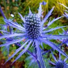 Blue Sea Holly Live Plant Perennial Eryngium Blue Plant Flowers Floral Arrangement Live Plants