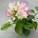 Thai Delight Bougainvillea Flowers Vine Starter Plant
