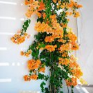 Yellow California Gold Bougainvillea Flowers Vine Starter Plant