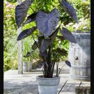 Black Coral Elephant Ears Angel Wings Perennial Or House Plants