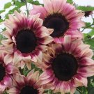Sunflower Seeds Plum Pro Cut Beauty Flowers Organic Flower Seed Grown 25