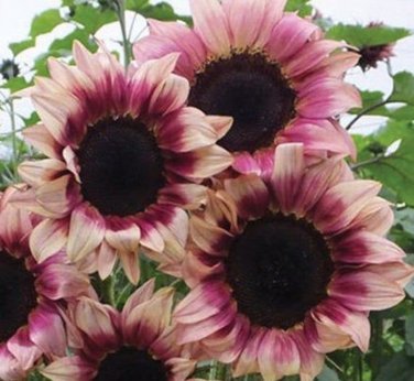 Sunflower Seeds Plum Pro Cut Beauty Flowers Organic Flower Seed Grown 25