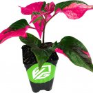 Alternanthera Party Time Pink Plant In Pot Indoor Plants Collector Ppp Prefers Low Light