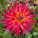 Dahlia 'Bora Bora' Perennial Flower Live Plants Huge 10" Inch Blooms Double Pink And Gold Flowers