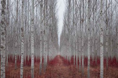 Silver White Poplar Cuttings Tree Fresh Fragrant Plant Cut On Order.  Zones 3-9 Best.  May Be Dorman