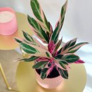 Pink Triostar Stromanthe 2.5" Inch Starter Pot Calathea Prayer Plant House Plants Live Seller Varieg