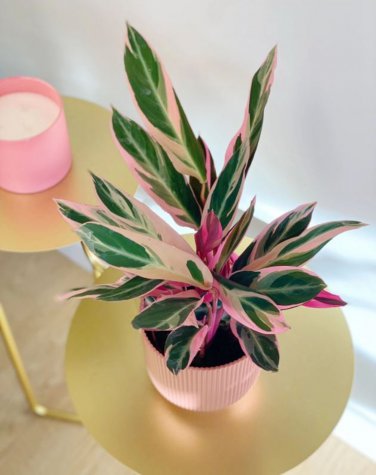 Pink Triostar Stromanthe 2.5" Inch Starter Pot Calathea Prayer Plant House Plants Live Seller Varieg