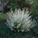 Cuttings Dappled Willow Tree Salix Shrubs Fresh Flower Stems Upon Order No Roots Rare White Pink Lea