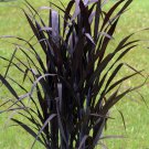 Black Grass First Knight Perennial Ornamental 1 Live Plant Clumping