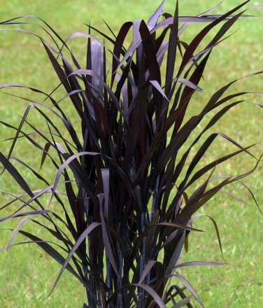 Black Grass First Knight Perennial Ornamental 1 Live Plant Clumping