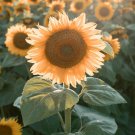 Sunflower Seeds Peach Passion Beauty Flowers Organic Flower Seed Grown 25
