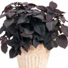 Coleus 'Black Star' Live Plant Potted 2.5" X 4" Pot Green Purple Gold Landscaping Plants