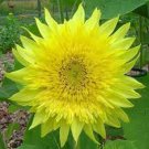 Sunflower Seeds Lemon Aura Beauty Flowers Organic Flower Seed Grown 25