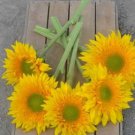 Sunflower Seeds Starburst Greenburst Double Flowers Organic Flower Seed Grown 25