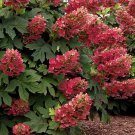 Ruby Slippers Hydrangea Plant Live Landscaping Plants Perennial Shrubs
