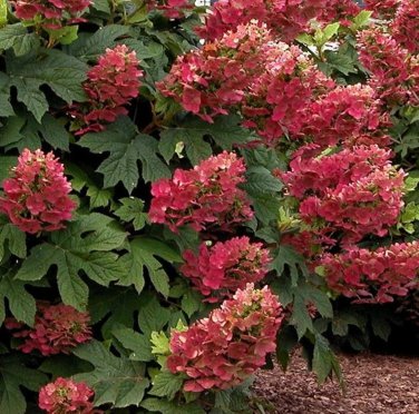 Ruby Slippers Hydrangea Plant Live Landscaping Plants Perennial Shrubs