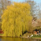 Golden Weeping Willow Cuttings Tristis Salix Fresh Cut Stems Upon Order No Roots