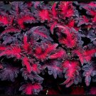Coleus 'Black Dragon' Live Plant Potted 2.5" X 4" Pot Green Black Landscaping Plants