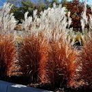 Flame Grass White Plumes Miscanthus Purpuscans Red Orange Fall Color Perennial Ornamental 1 Live Pla
