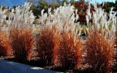 Flame Grass White Plumes Miscanthus Purpuscans Red Orange Fall Color Perennial Ornamental 1 Live Pla