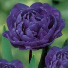 Blue Diamond Parrot Tulip Bulbs Flowers Rare Tulips Double Peony Blooms