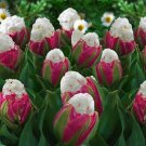 Double Peony Ice Cream Parrot Tulip Bulbs Flowers Rare Tulips