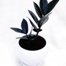 Black Zz Plant Live Plants Rare House Plant True Black