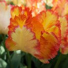 Caribbean Parrot Tulip Bulbs Flowers Rare Tulips
