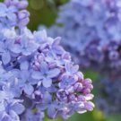 Blue Lilac Cuttings Fresh Fragrant Flowers Plant Cut On Order.  Zones 3-8 Best.  May Be Dormant Wint