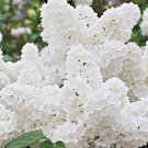 White Lilac Cuttings Fresh Plant Cut On Order.  Zones 3-8 Best.  May Be Dormant Winter Thru Spring