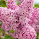 Pink Lilac Cuttings Fresh Fragrant Flowers Plant Cut On Order.  Zones 3-8 Best.  May Be Dormant Wint