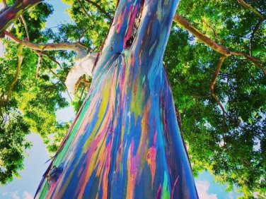 Rainbow Tree Cuttings Eucalyptus Deglupta Live Plant 4-6 Inch Cutting Unrooted