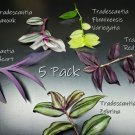 5 Pack Houseplant Cutting Bundle Sale (Tradescantia) Red Gem, Nanouk, Fluminensis Variegated, Purple