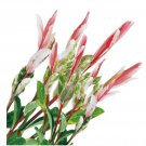 Pink Flamingo Cuttings Hakuro Nishiki Japanese Dappled Willow Tree Salix Shrubs Fresh Flower