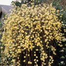 Cuttings Weeping Pussy Willow Salix Caprea Pendula Tree Shrubs Fresh Flower Stems Upon Order No Root