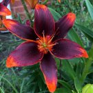 Black Lily Asiatic 'Forever Susan' Dark Eyes Flowers Lilies Perennial Flower Live Plants