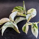 Marble Queen Cuttings Pothos House Plants Live White