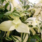 3 Cuttings Tradescantia Fluminensis Variegata House Plants Live Plant Wandering Jew Rare