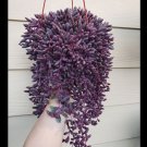 Ruby Necklace Live Indoor Starter Plant 2.5 X 4" Pot Turns Red In Summer Purple Stems Succulents