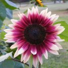 Sunflower Seeds Cherry Rose Flowers Organic Flower Seed Grown 25