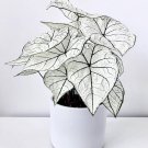 White Christmas Plant Caladium Flower Bulb Ppp Plants Perennial Flower White Beauty Pre-Order March